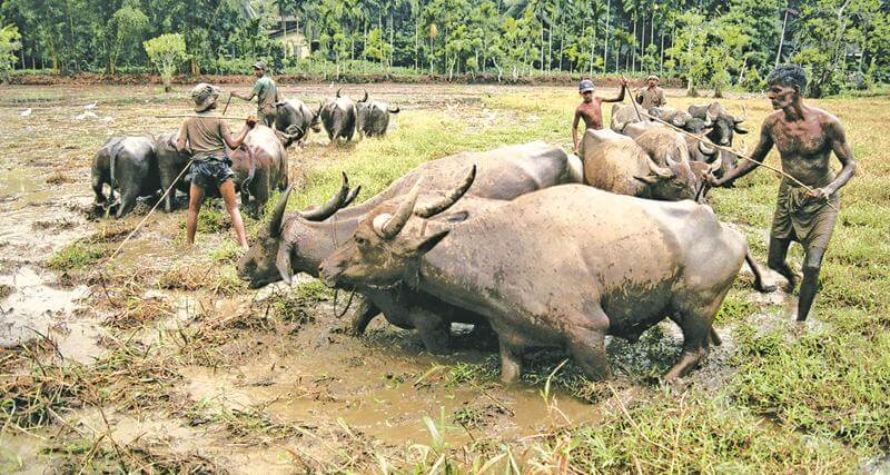 வடக்கு, கிழக்கில் விவசாயிகளுக்கான பாரிய போராட்டம்