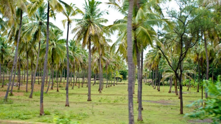 பயிரிடப்படாத நிலங்களில் தென்னை பயிரிடத் திட்டம்