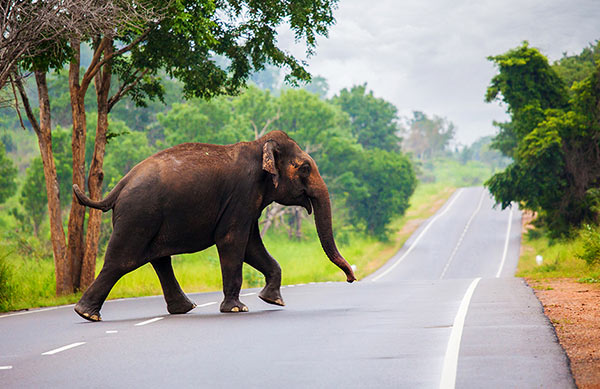 குறுக்கிட்ட யானையால் நேர்ந்த விபரீதம்