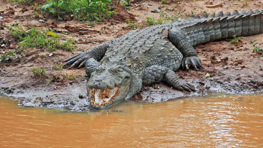 முதலை கடித்து நபர் பலி