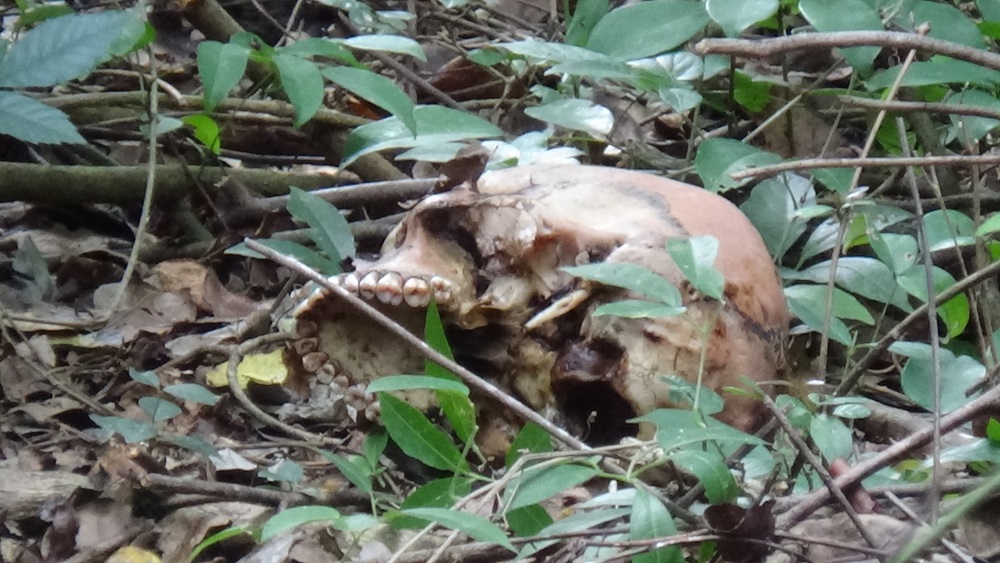 வவுனியாவில் இளைஞரது என சந்தேகிக்கும் மனித எச்சங்கள் மீட்பு