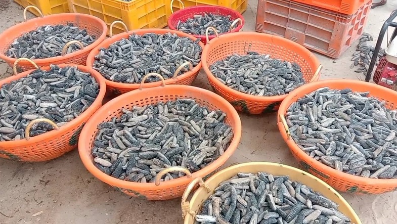 பல இலட்சம் பெறுமதியான கடலட்டை கைப்பற்றப்பட்டது.