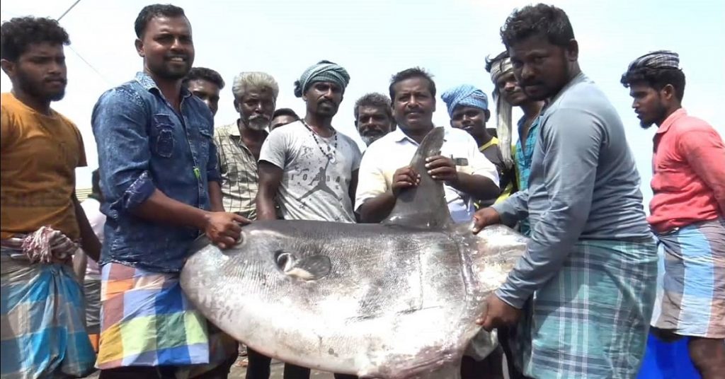 பாம்பன் மீனவர்களிடம் அகப்பட்ட அரிய மீன்