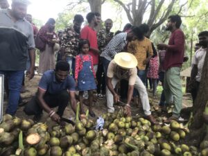 கொண்டாடிக்கழித்த  நுங்குத் திருவிழா!