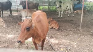 வீதிகளில் நடமாடிய கட்டாக்காலிகளை மடக்கிப்பிடித்த நகரசபை!