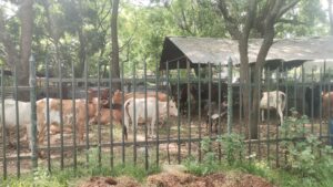 வீதிகளில் நடமாடிய கட்டாக்காலிகளை மடக்கிப்பிடித்த நகரசபை!