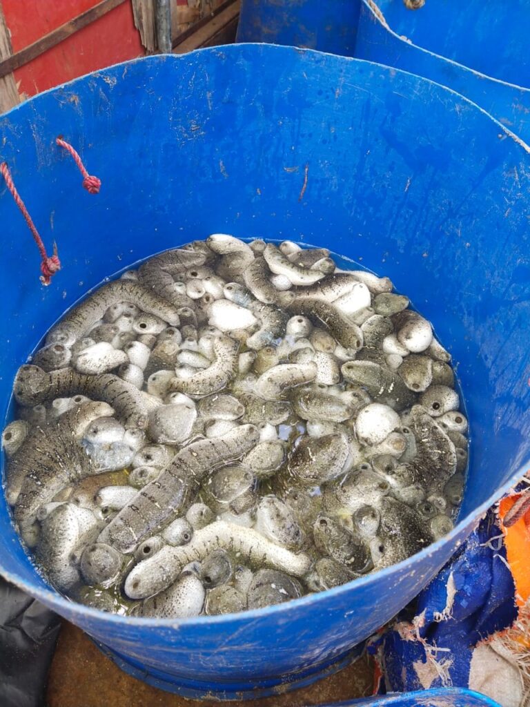 அனுமதிப்பத்திரம் இன்றி கடலட்டைகளை வைத்திருந்தவர்கள் கைது!